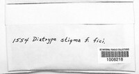 Diatrype stigma image